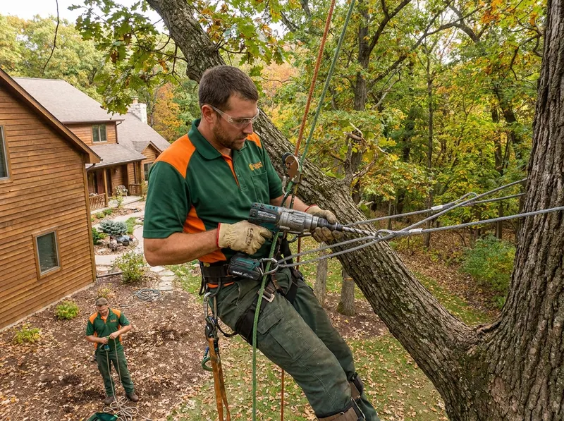 Tree Cabling and Bracing in Chenequa, Wi